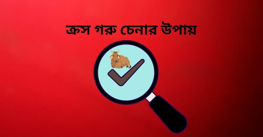 ক্রস গরু চেনার উপায়