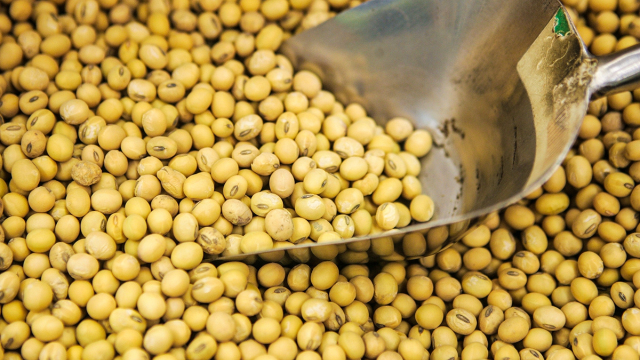 US exports 400,000 tons of soybeans to Bangladesh Image.png