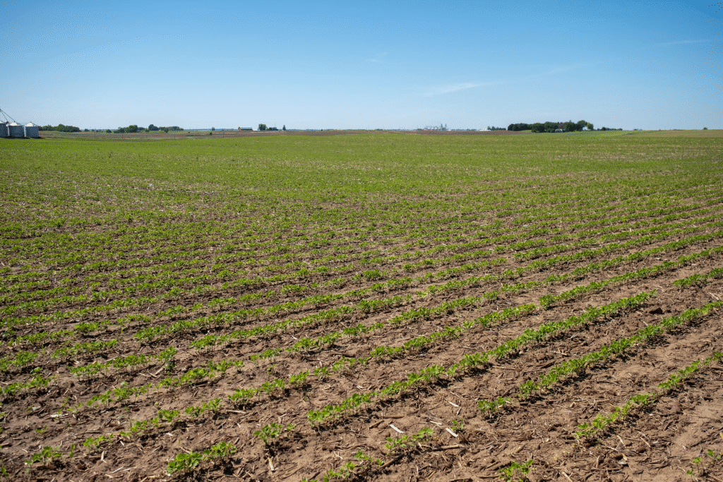 soybeans to Bangladesh Image.png