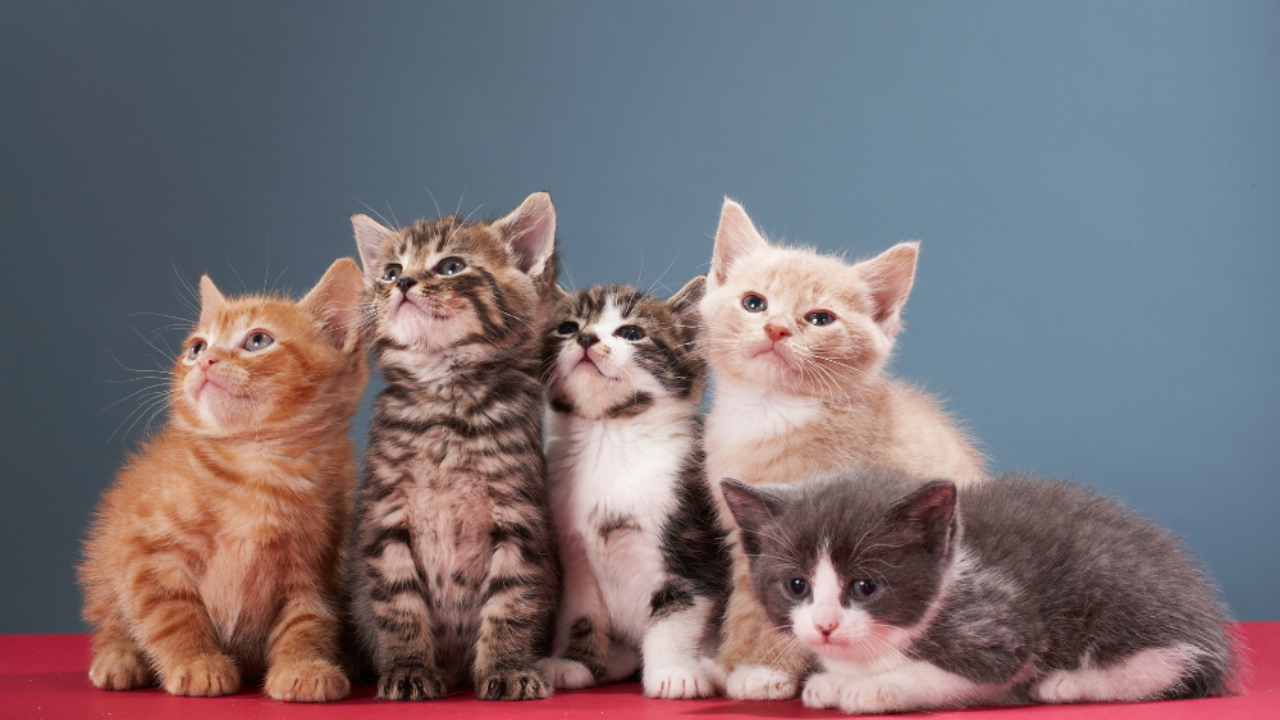 Kitten Growth Stages (Birth to 6 Months)